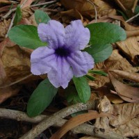 Ruellia tuberosa L.